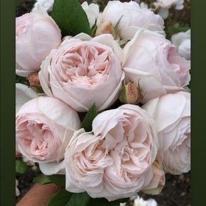 Meet your Posher, Margaret